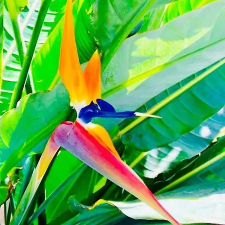 Strelitzia - Quinta Casalinho Da Azenha Bed & Breakfast Sintra